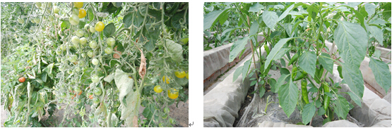 1492240820362289.jpg 合4.jpg